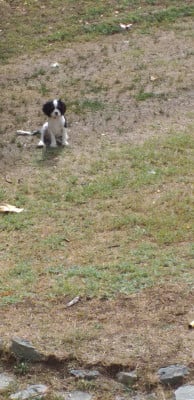 Les chiots de Cavalier King Charles Spaniel