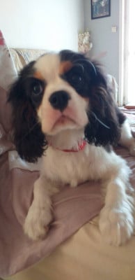 Les chiots de Cavalier King Charles Spaniel