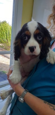 Les chiots de Cavalier King Charles Spaniel