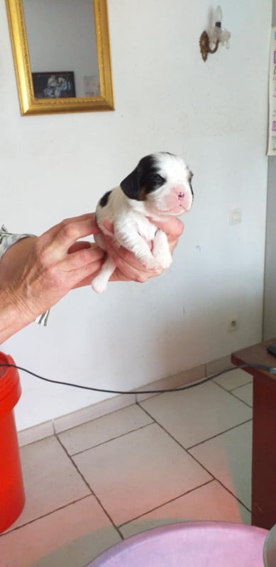 Cavalier King Charles Spaniel - du Val de Courame