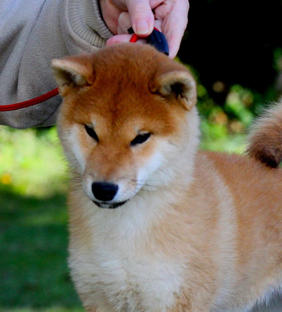 Publication : Allaikha's