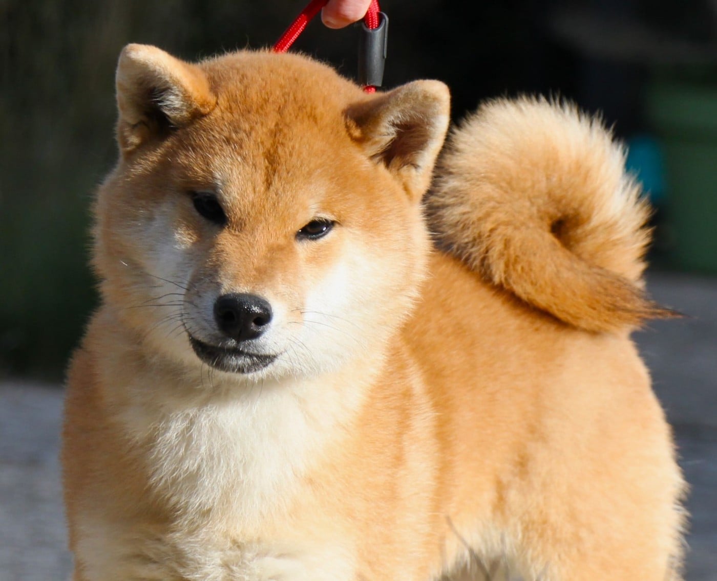 Publication : Allaikha's