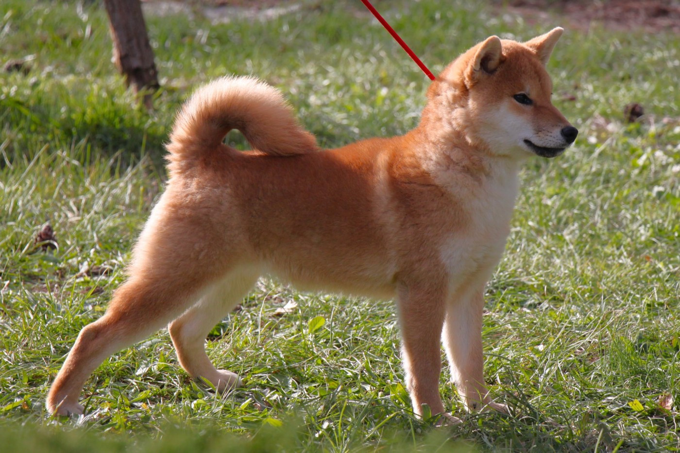 Publication : Allaikha's