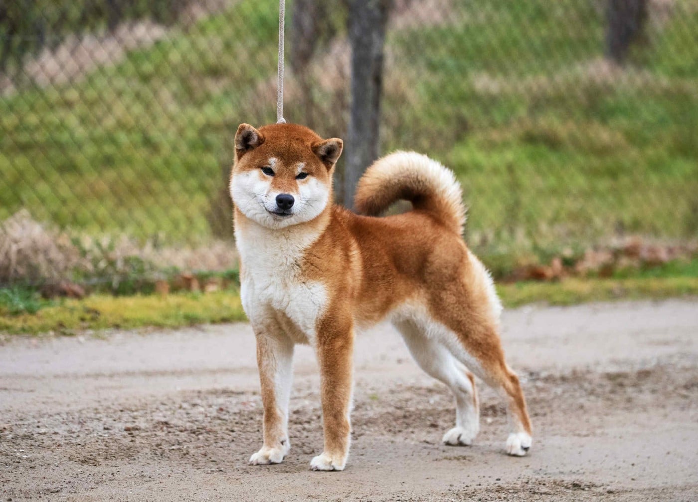 Makunouchi Go beniookamisou