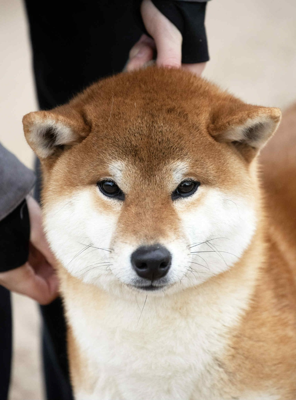 Makunouchi Go beniookamisou