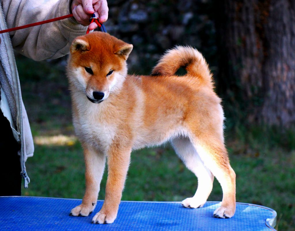 Publication : Allaikha's