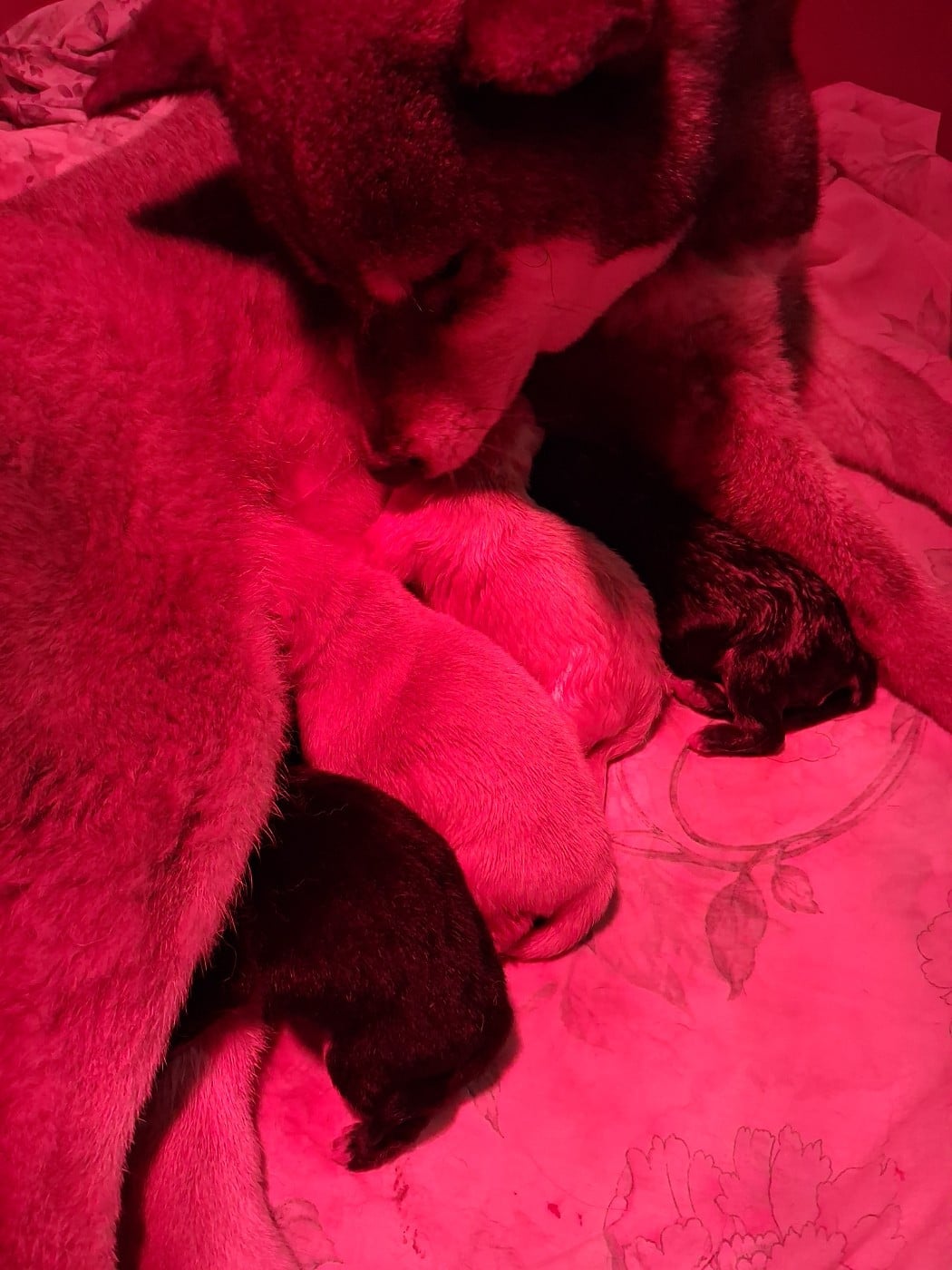 CHIOT 1 - Shiba