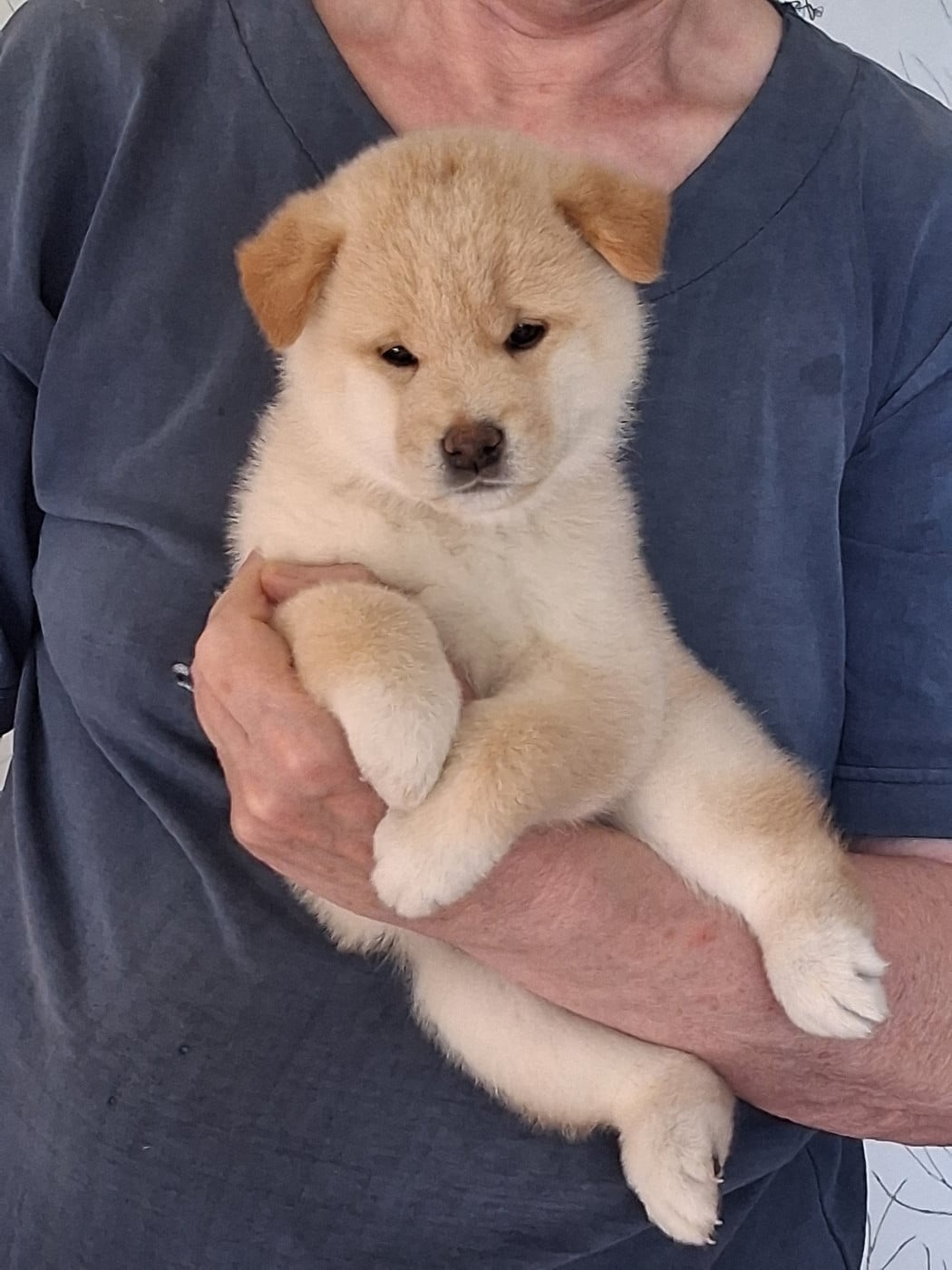 Chiot N°1