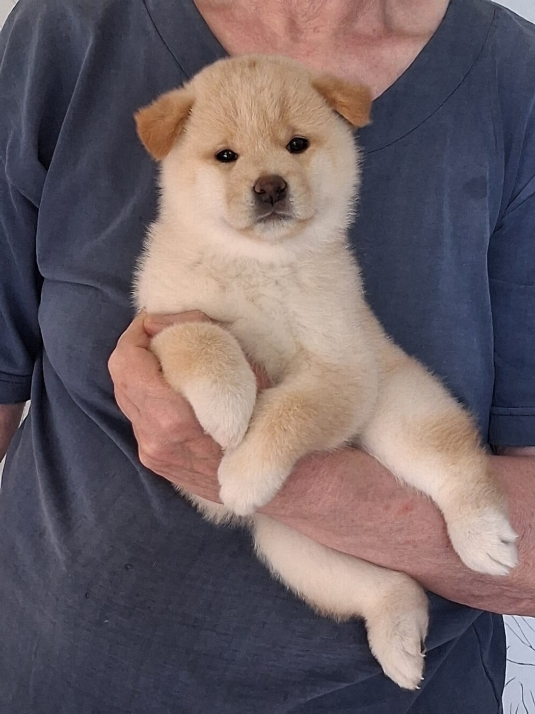 Chiot N°1