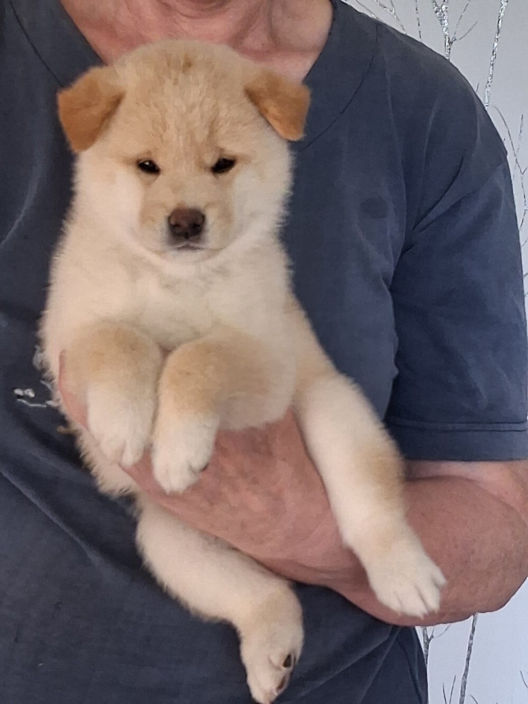 Chiot N°1