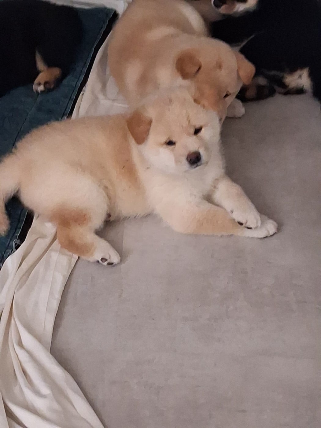 Chiot N°1