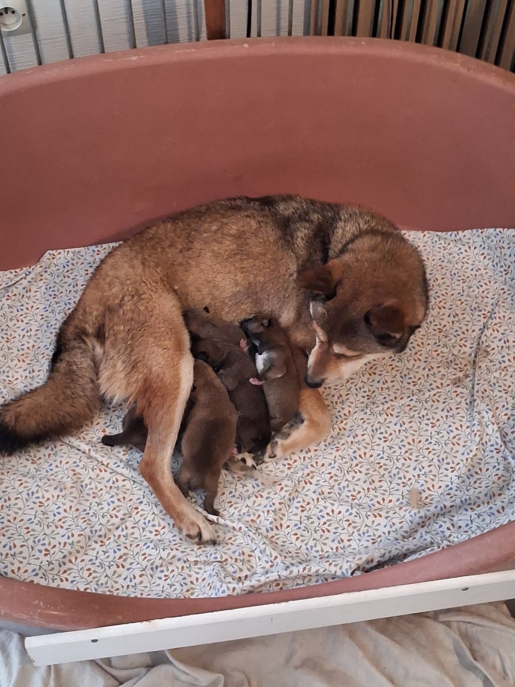 CHIOT 2 - Shiba