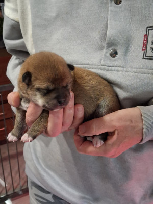 Les chiots de Shiba