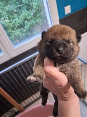 Les chiots de Shiba