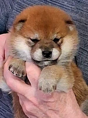 Les chiots de Shiba