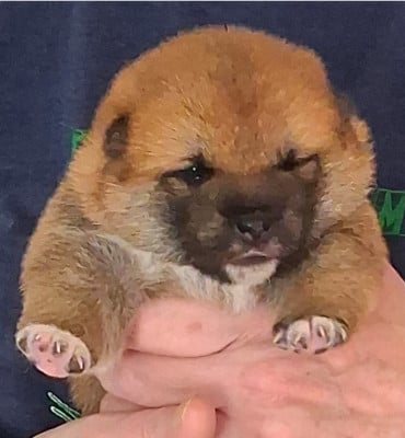 Les chiots de Shiba