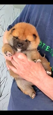 Les chiots de Shiba