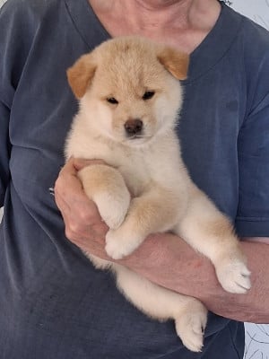 Shiba