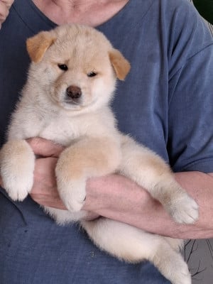Les chiots de Shiba