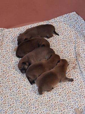 Les chiots de Shiba