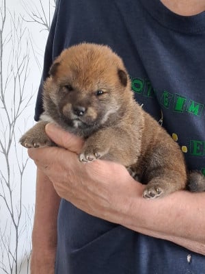 Les chiots de Shiba