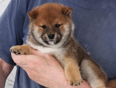 Les chiots de Shiba