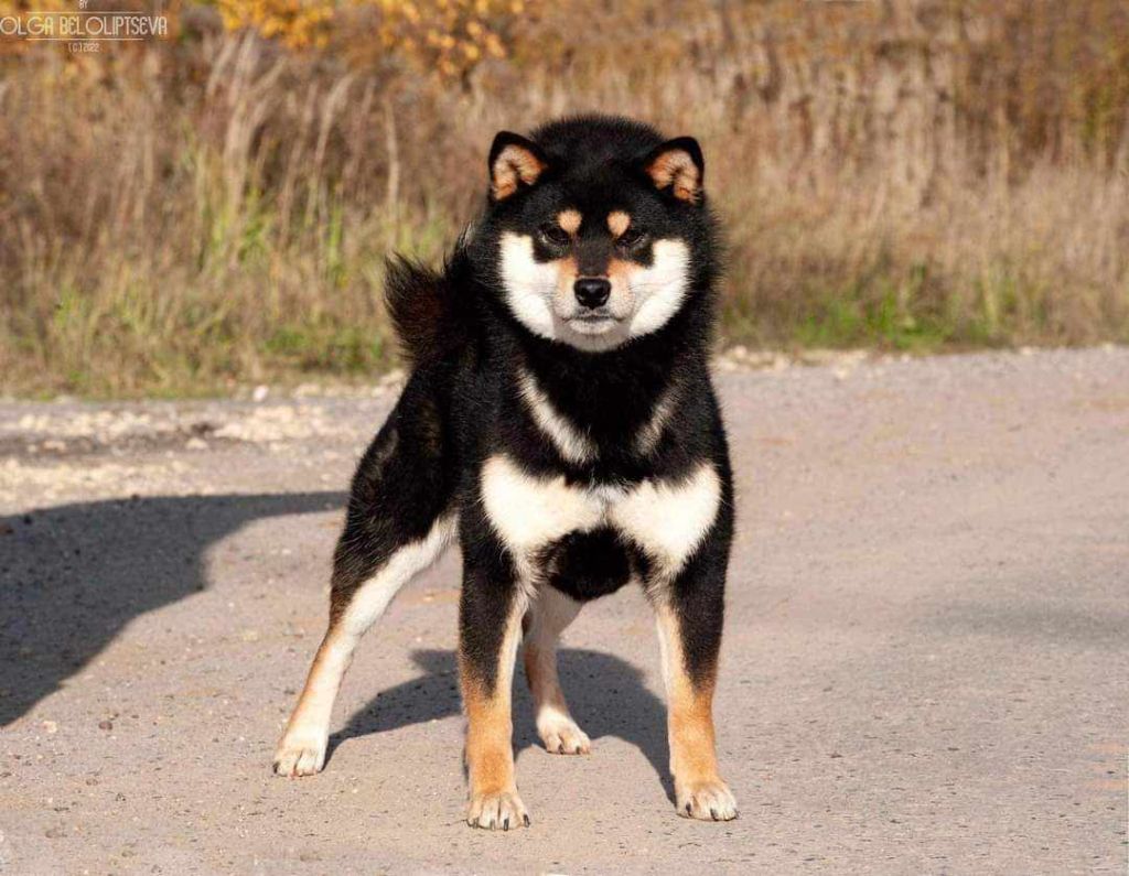 CH. Big flauer nippo kara no raida for exceligmos - Cacs cacib meilleur de sexe opposé