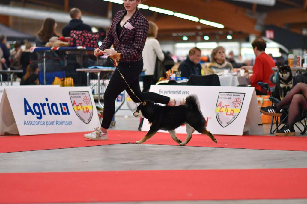 CH. Big flauer nippo kara no raida for exceligmos - Rcacib