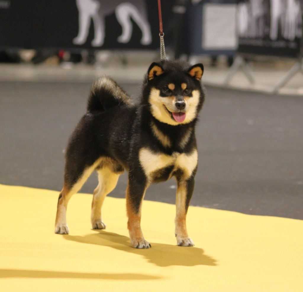 CH. Big flauer nippo kara no raida for exceligmos - Cacs meilleur de race