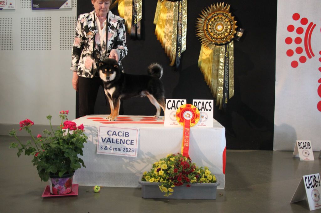 CH. Big flauer nippo kara no raida for exceligmos - Rcacib cacs