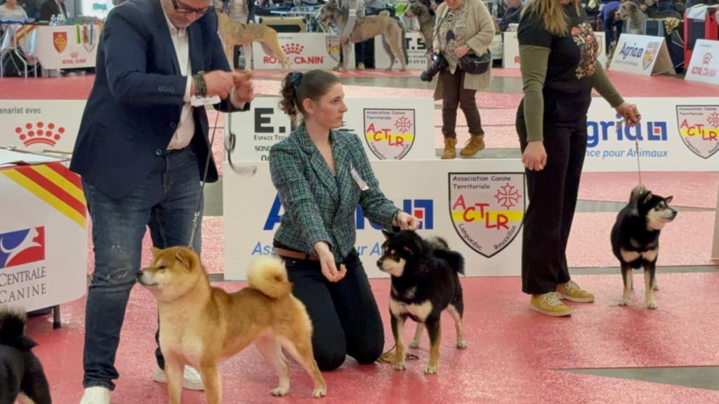 CH. Big flauer nippo kara no raida for exceligmos - Rcacs