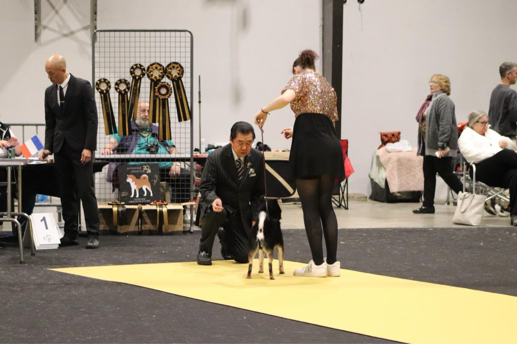 CH. Big flauer nippo kara no raida for exceligmos - 3 ieme excellent juge japonais