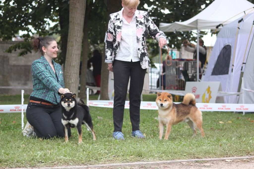 CH. Big flauer nippo kara no raida for exceligmos - Cacs meilleur de race 5 ieme au groupe