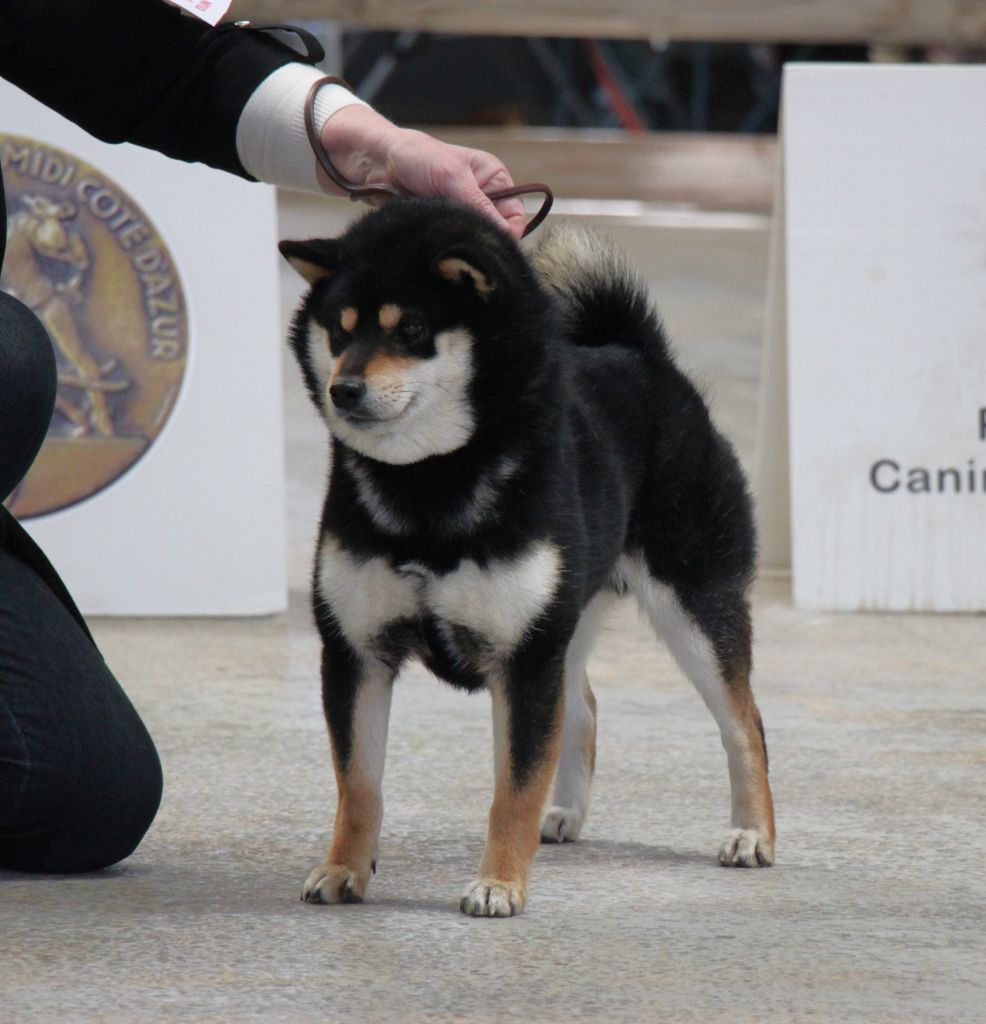 CH. Big flauer nippo kara no raida for exceligmos - Rcas