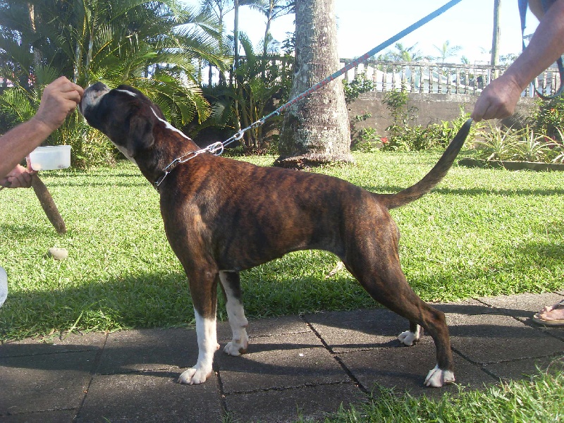 Publication : des Fidèles de l'Ile Intense Auteur : Moi même