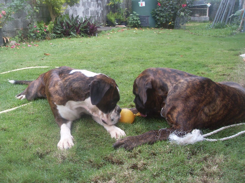 Publication : des Fidèles de l'Ile Intense Auteur : Moi même