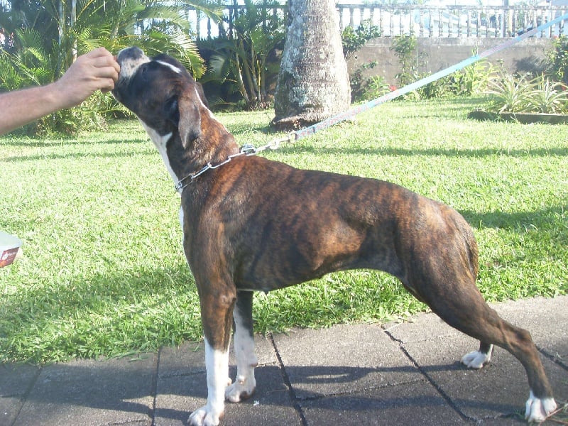 Publication : des Fidèles de l'Ile Intense Auteur : Moi même