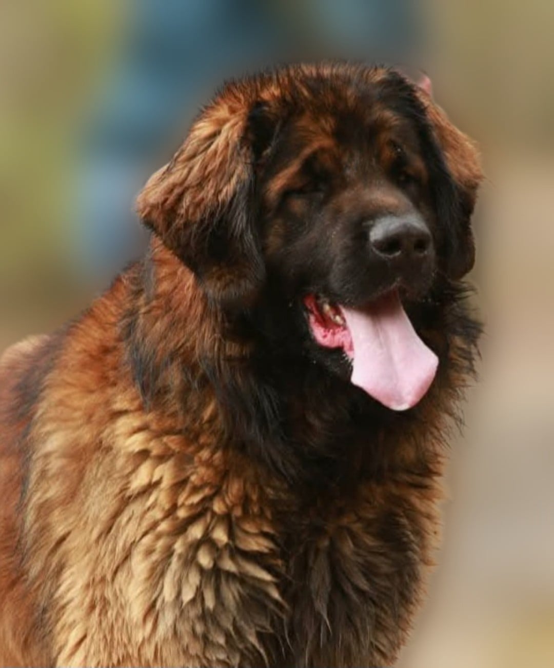 Leonberger - de l'arche de caux