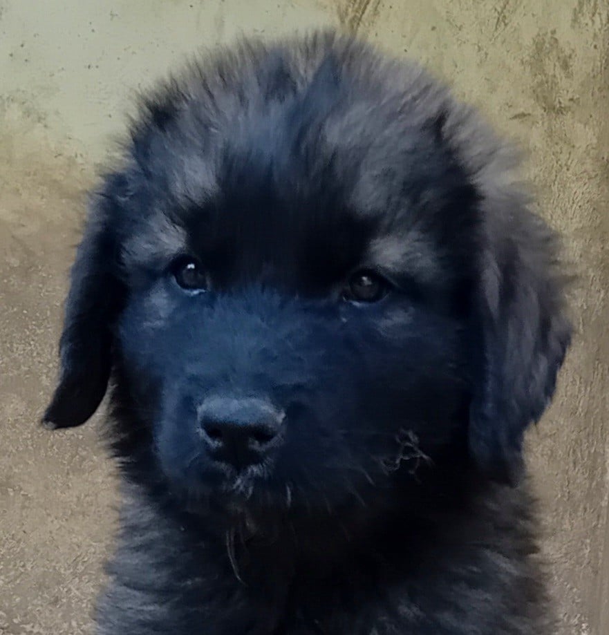 CHIOT 6