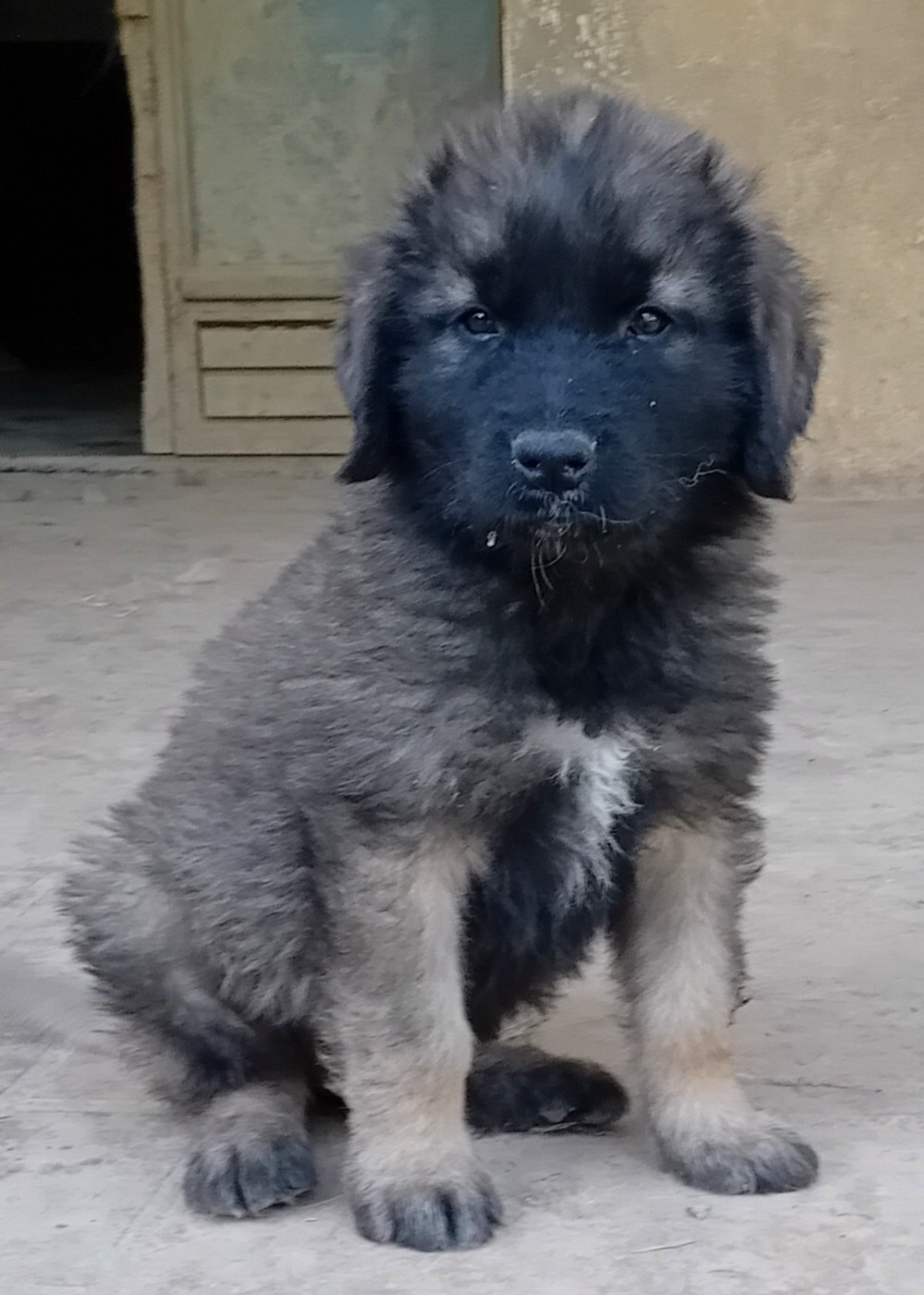 CHIOT 6