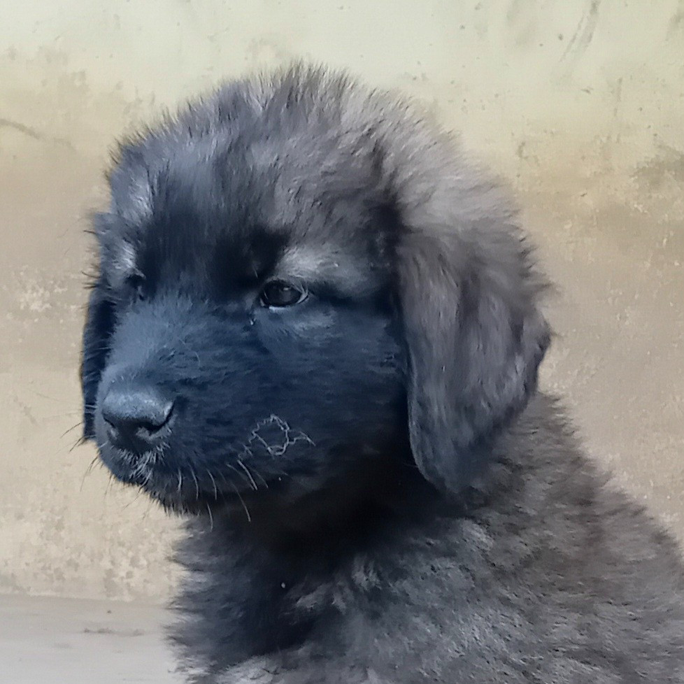 CHIOT 6
