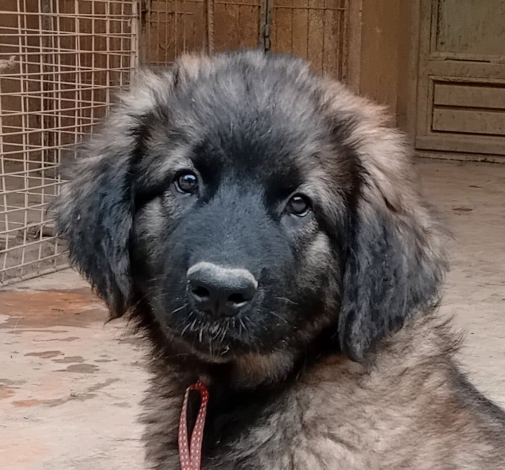 Bella ciao
