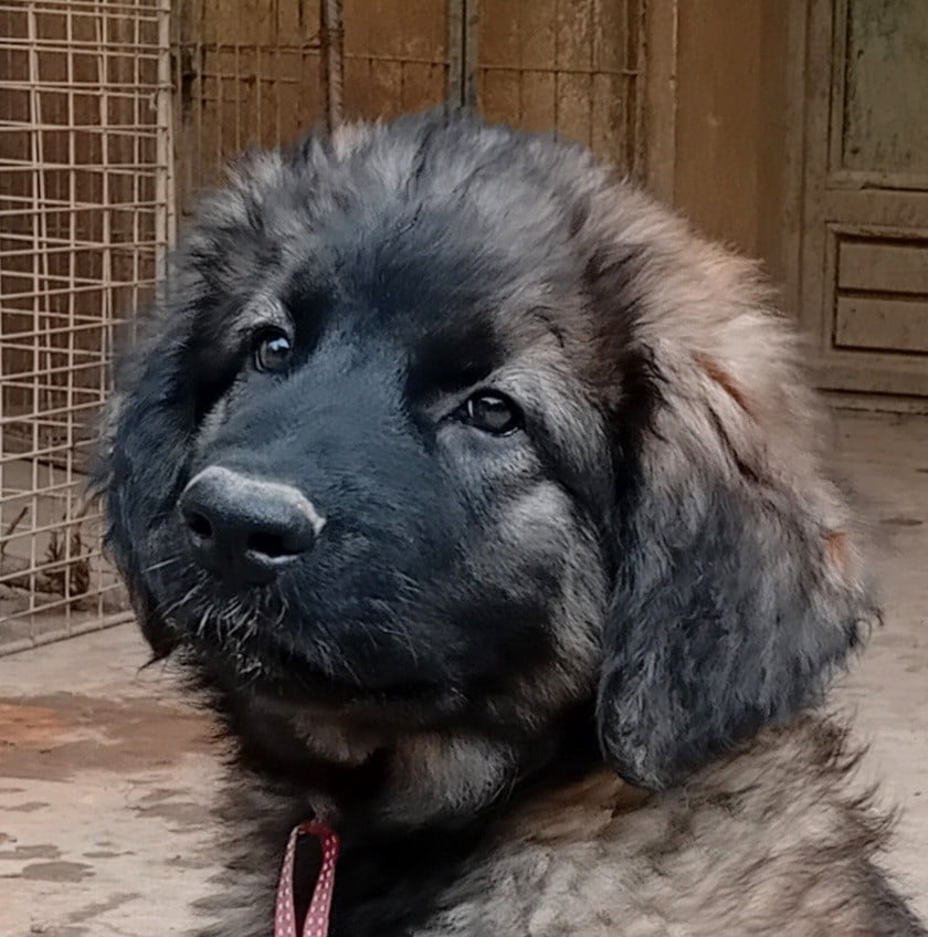Bella ciao