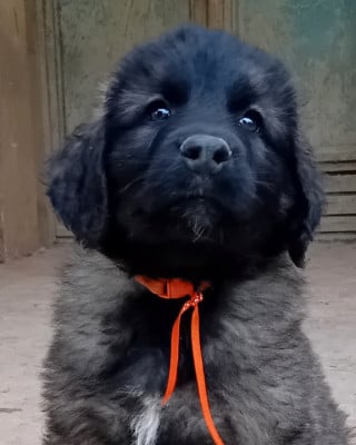 Les chiots de Leonberger