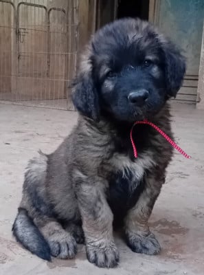 Les chiots de Leonberger