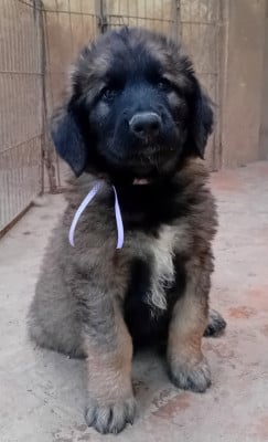Les chiots de Leonberger