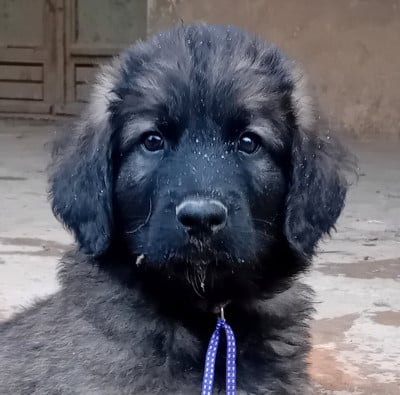 Les chiots de Leonberger