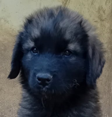 Les chiots de Leonberger