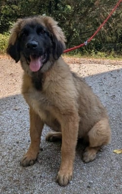 Les chiots de Leonberger