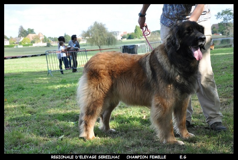 CH. Aglaé bohémia du domaine de la ponctuation - 1er EXC Meilleure Femelle
